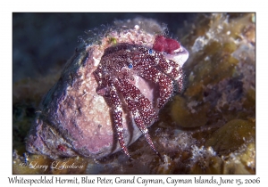 Whitespeckled Hermit