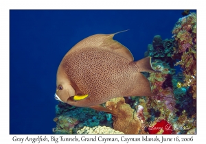 Graytail Angelfish