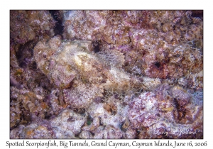 Spotted Scorpionfish