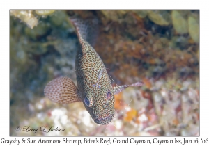 Graysby & Sun Anemone Shrimp