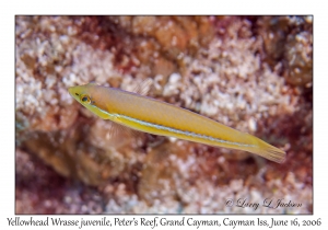 Yellowhead Wrasse