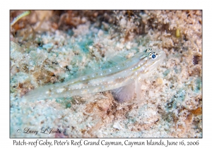 Patch-reef Goby