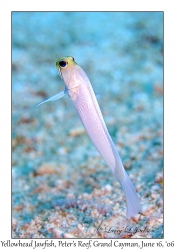 Yellowhead Jawfish