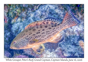 White Grouper