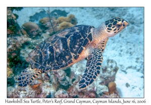 Hawksbill Sea Turtle