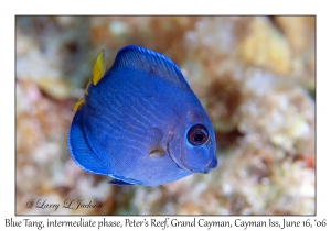 Blue Tang