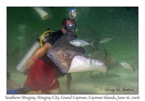 Southern Stingray