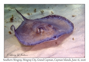 Southern Stingray