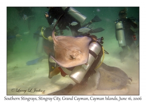 Southern Stingrays