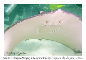 Southern Stingray