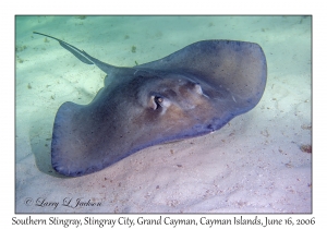 Southern Stingray