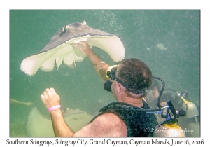 Southern Stingray