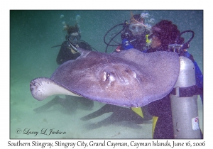 Southern Stingray