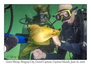 Green Moray