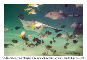 Southern Stingrays, Sergeant Majors & Yellowtail Snappers