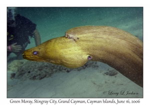 Green Moray