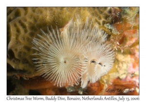 Christmas Tree Worm