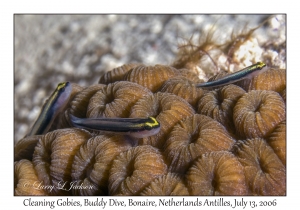 Cleaning Gobies