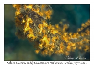 Golden Zoanthids