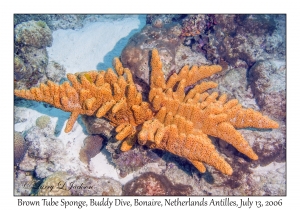 Brown Tube Sponge