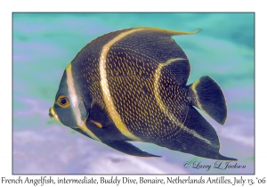 French Angelfish