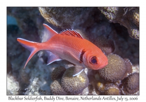 Blackbar Soldierfish