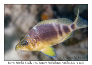 Barred Hamlet