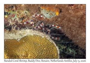 Banded Coral Shrimp