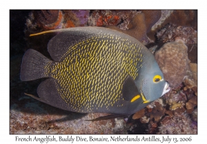 French Angelfish