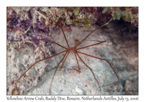 Yellowline Arrow Crab