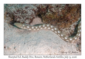 Sharptail Eel