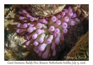 Giant Anemone