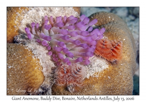 Giant Anemone