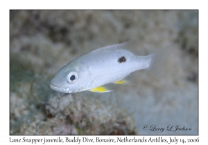 Lane Snapper juvenile