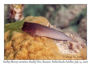 Redlip Blenny