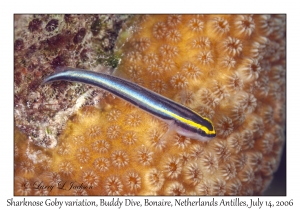 Sharknose Goby