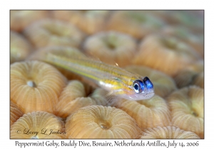 Peppermint Goby