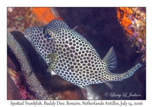 Spotted Trunkfish