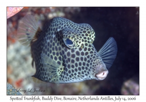 Spotted Trunkfish