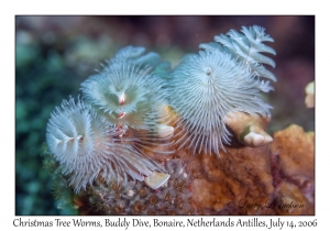 Christmas Tree Worms