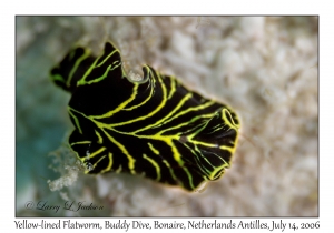 Yellow-lined Flatworm