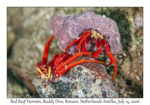 Red Reef Hermits