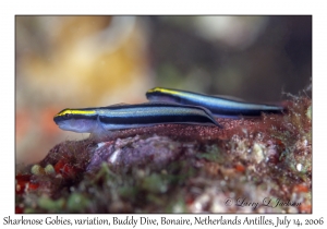 Sharknose Gobies