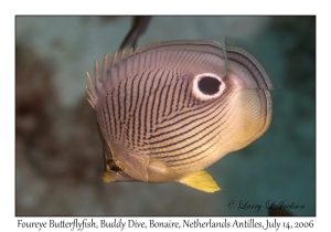 Foureye Butterflyfish