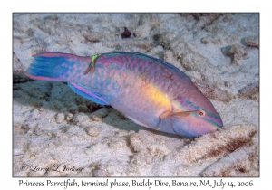 Princess Parrotfish