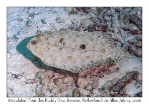 Maculated Flounder