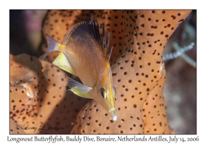 Longsnout Butterflyfish