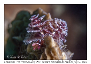 Christmas Tree Worm