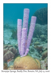 Stovepipe Sponge