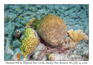 Mustard Hill Coral & Elliptical Star Coral